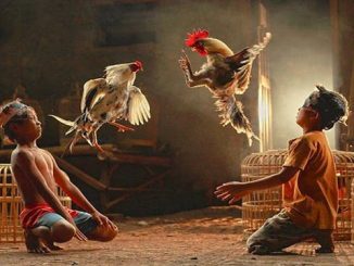 Arena Judi Sabung Ayam SV388 Terbesar